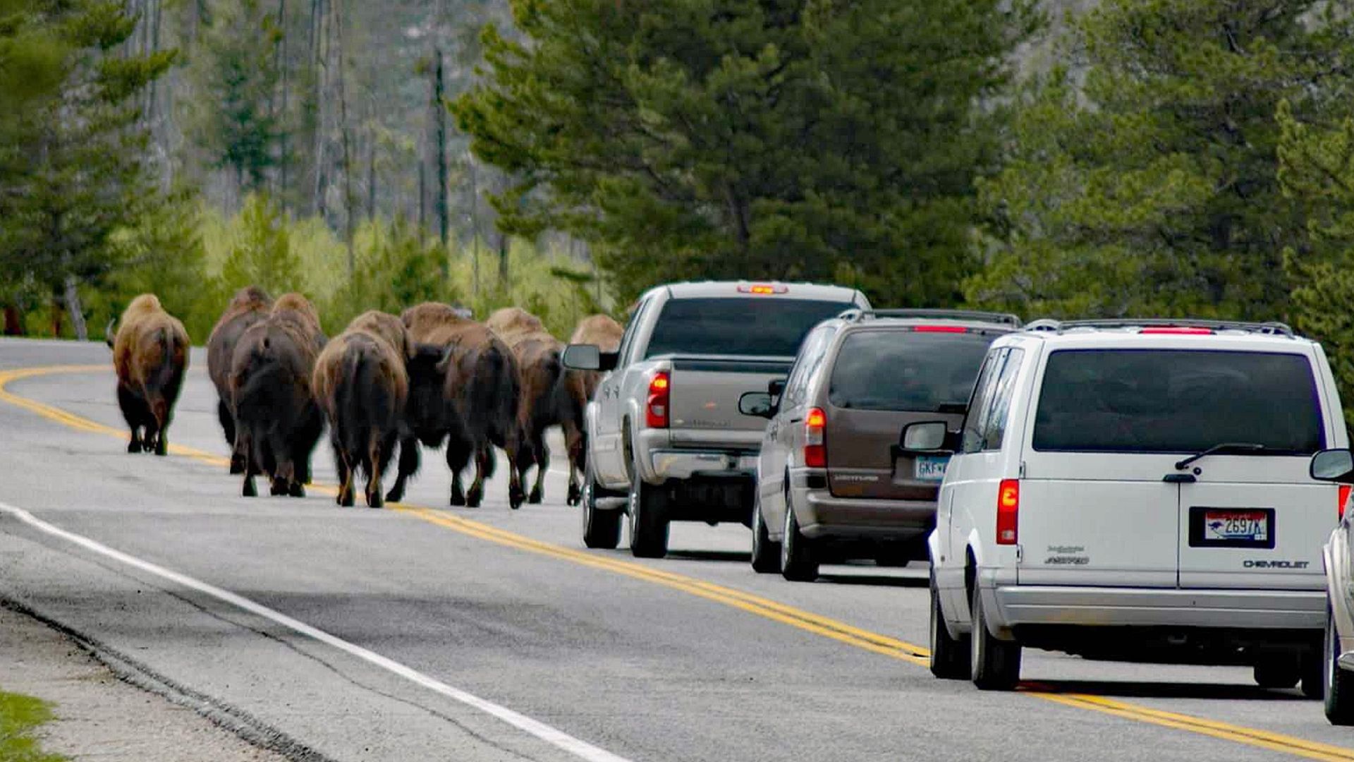 A herd of buffaloes block cars on a forest road, creating a wildlife traffic jam.