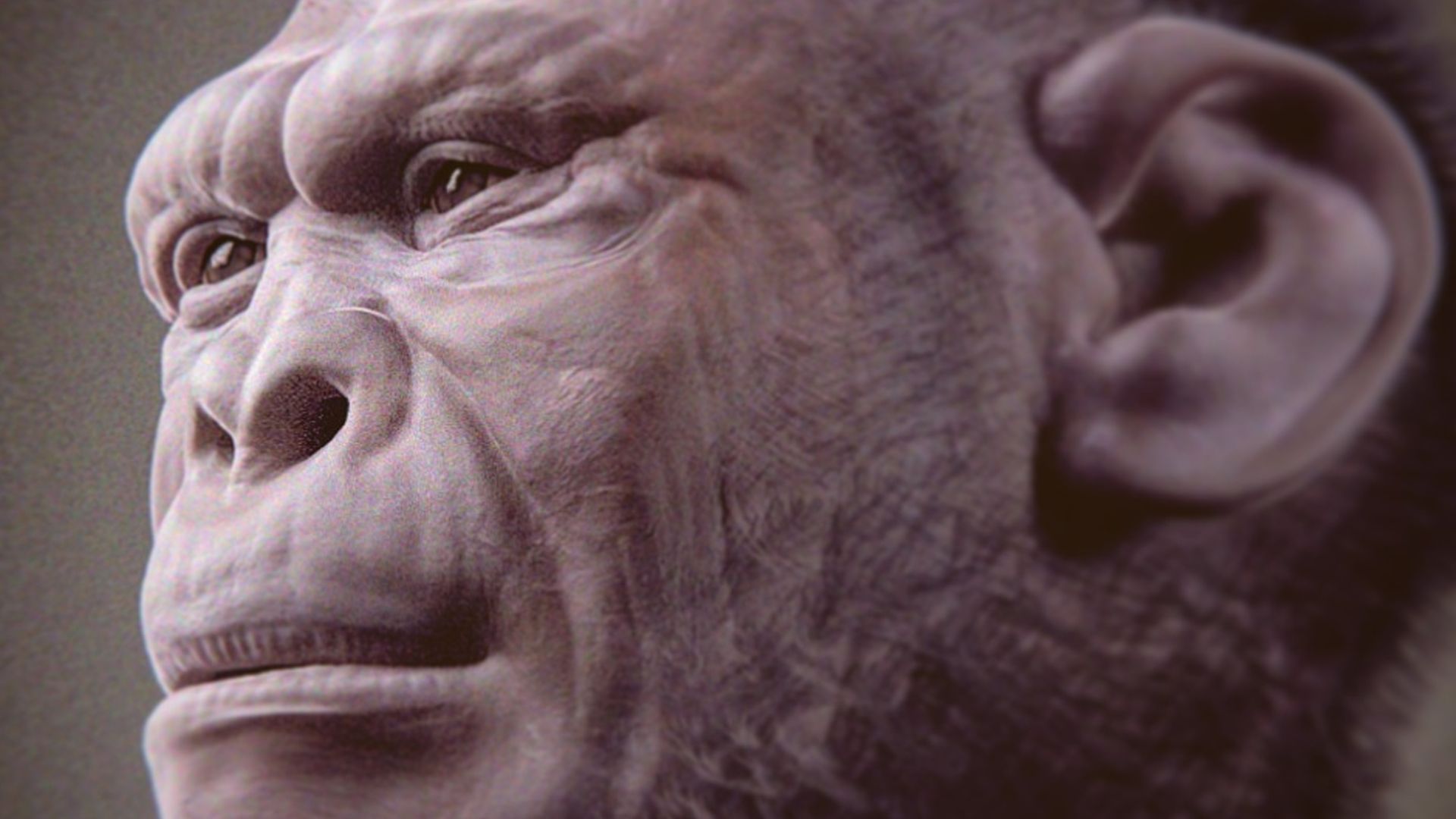 Homo habilis - forensic facial reconstruction/approximation