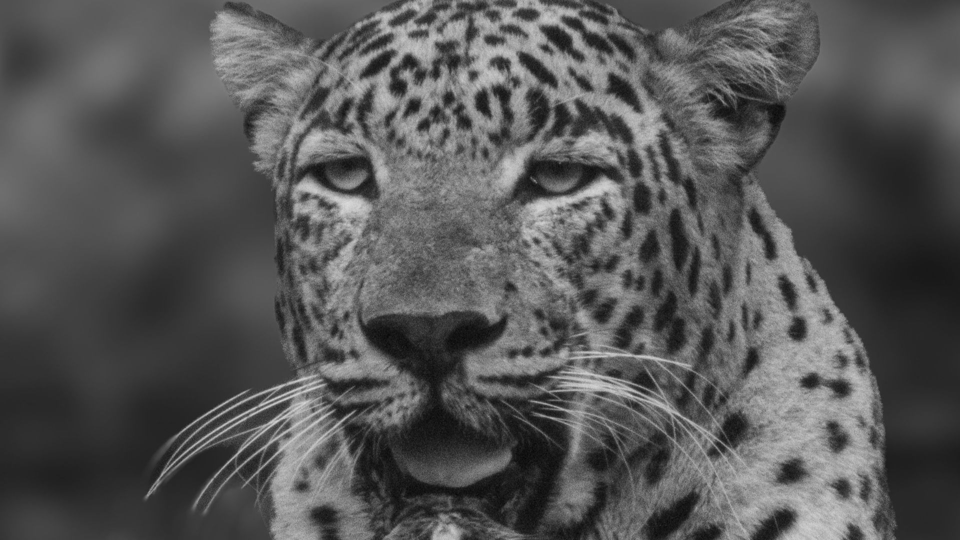A stunning black and white portrait of a leopard capturing the feline's grace and beauty.