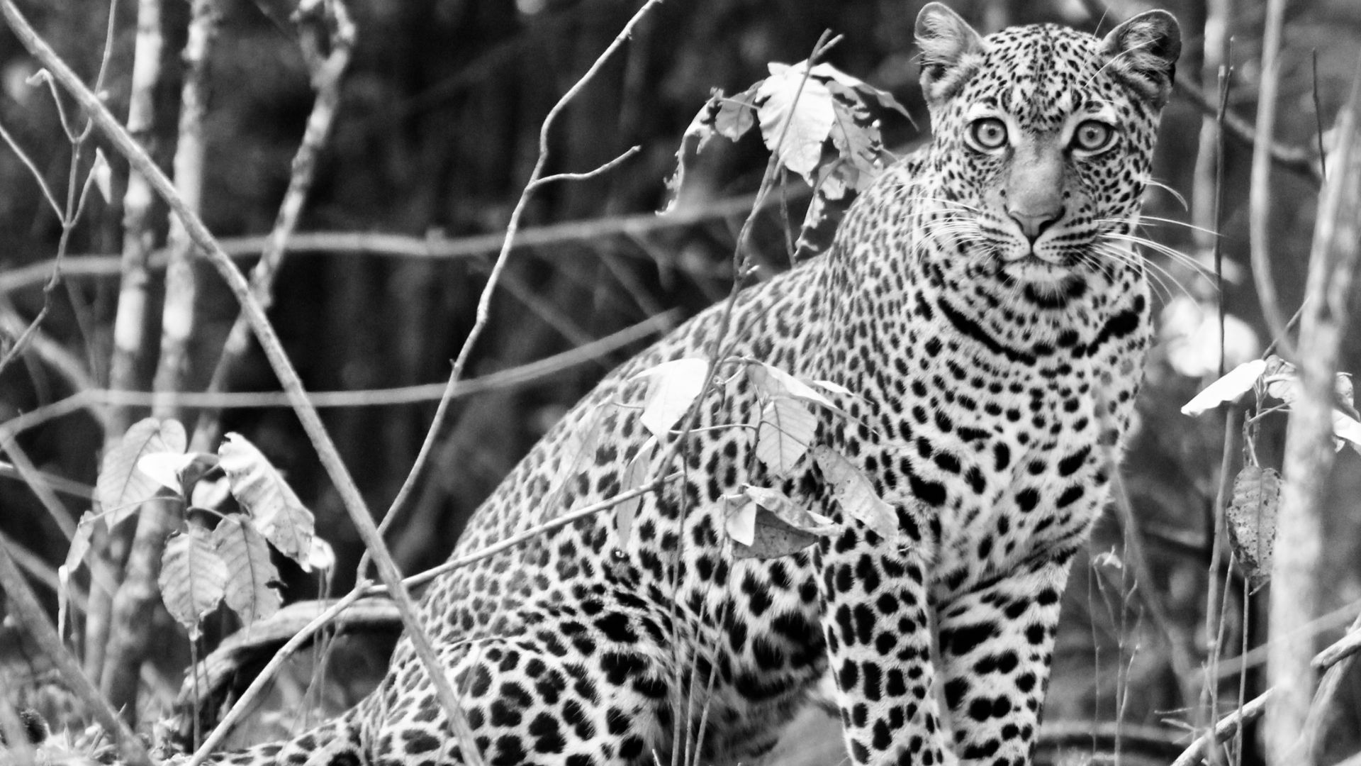 Marsabit National Park, Kenya. Feb 2018.