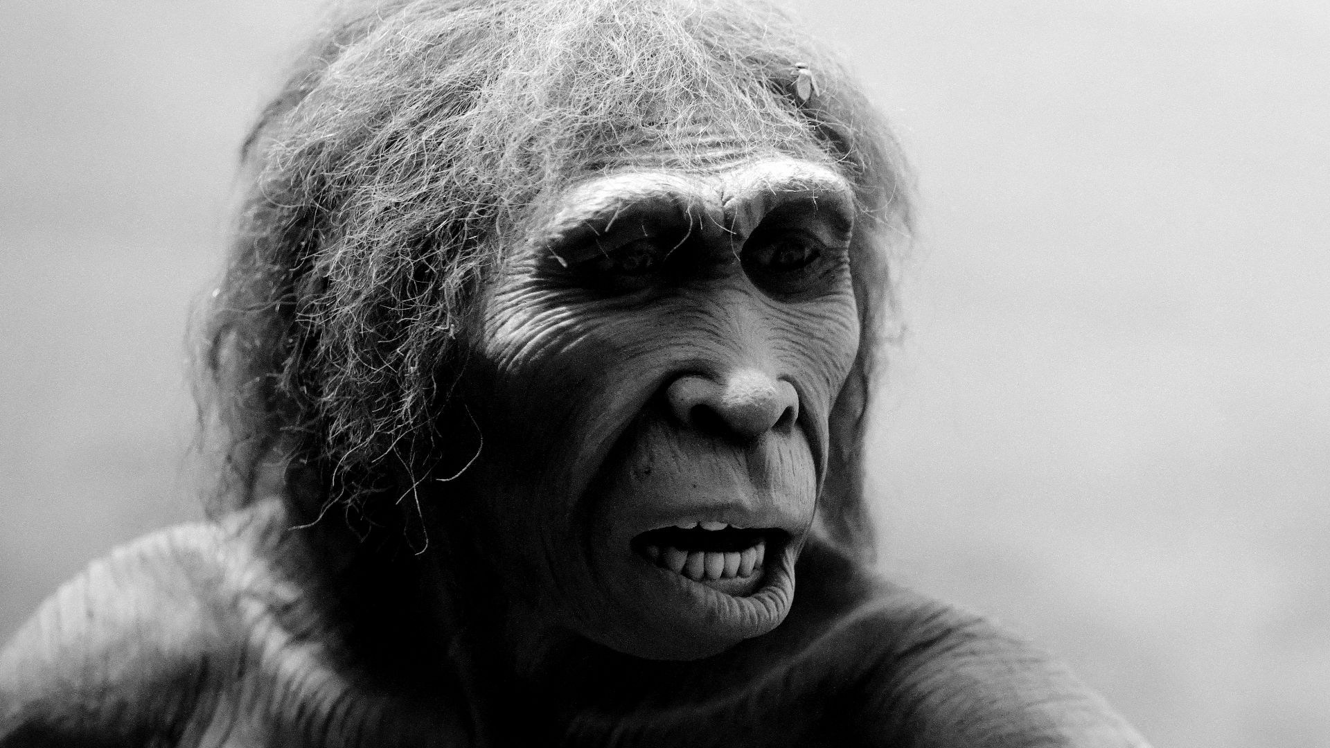 Homo ergaster reconstruction, American Museum of Natural History
An educated guess of homo ergaster (meaning
