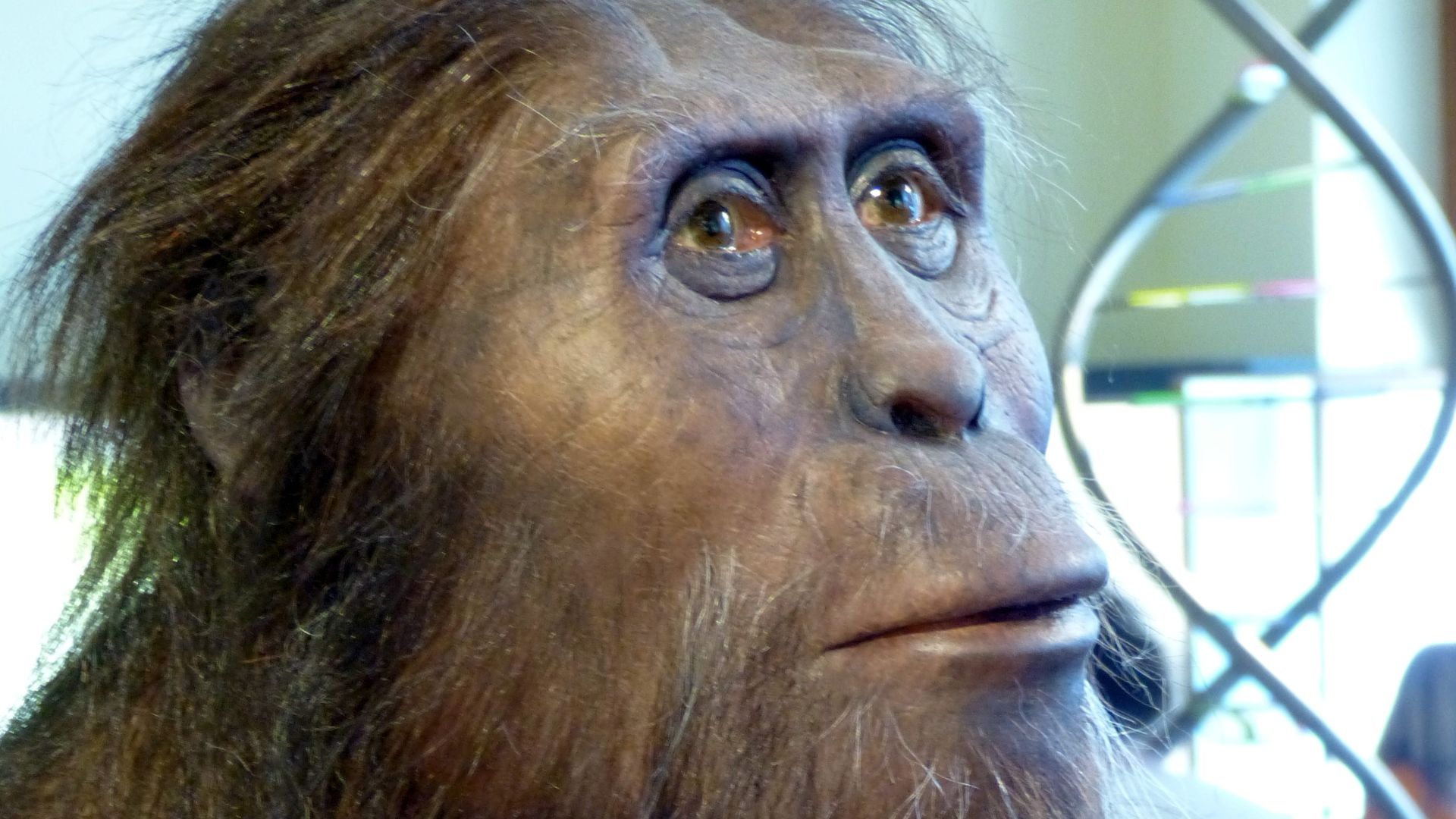 Natural History Museum, Vienna ( Austria ). Model of a male Australopithecus afarensis.