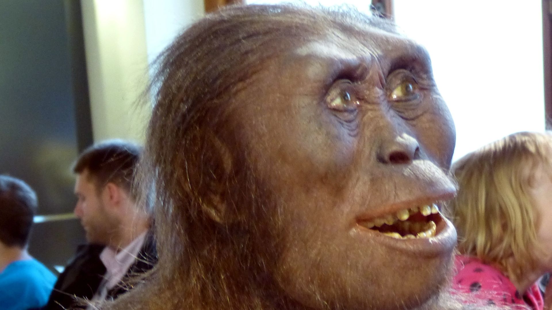 Natural History Museum, Vienna ( Austria ). Model of a female Australopithecus afarensis.