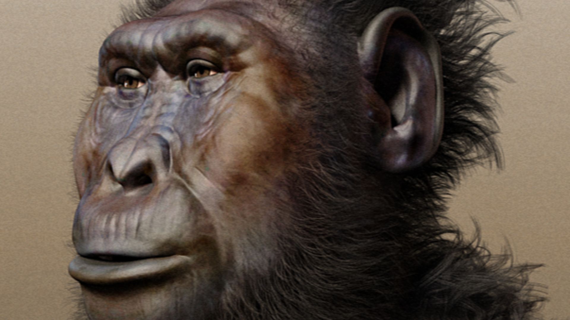 Paranthropus boisei - forensic facial reconstruction