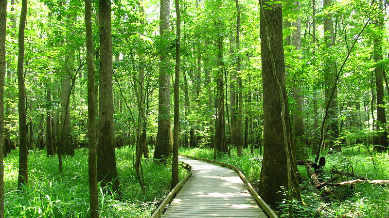 Lower Boardwalk Trail, Congaree National Park