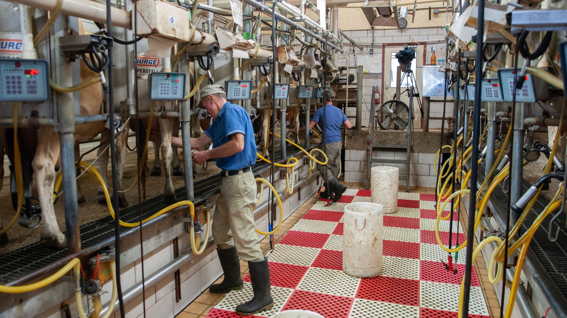 Men operating milking machines at a dairy farm in Raleigh, NC.