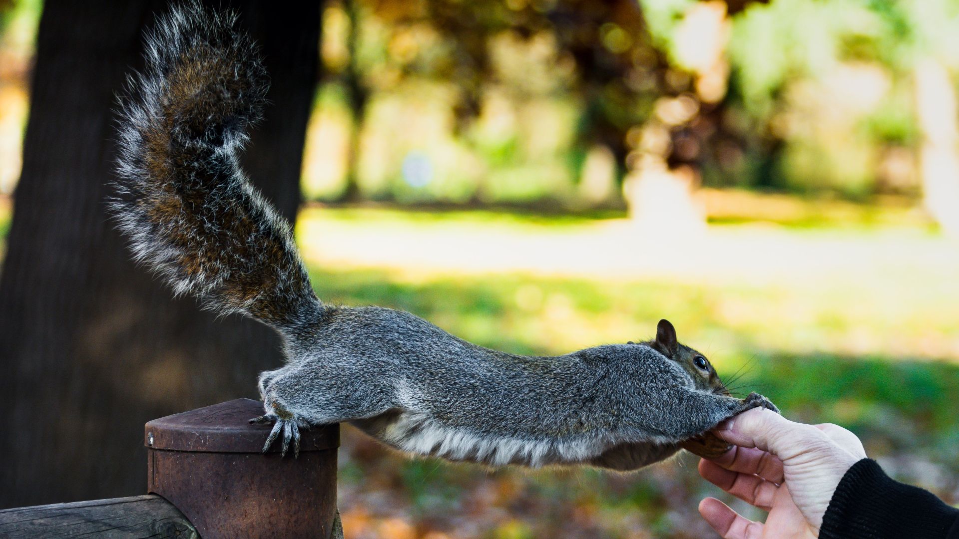 A squirrel stretches to reach a human hand in a sunny park setting.