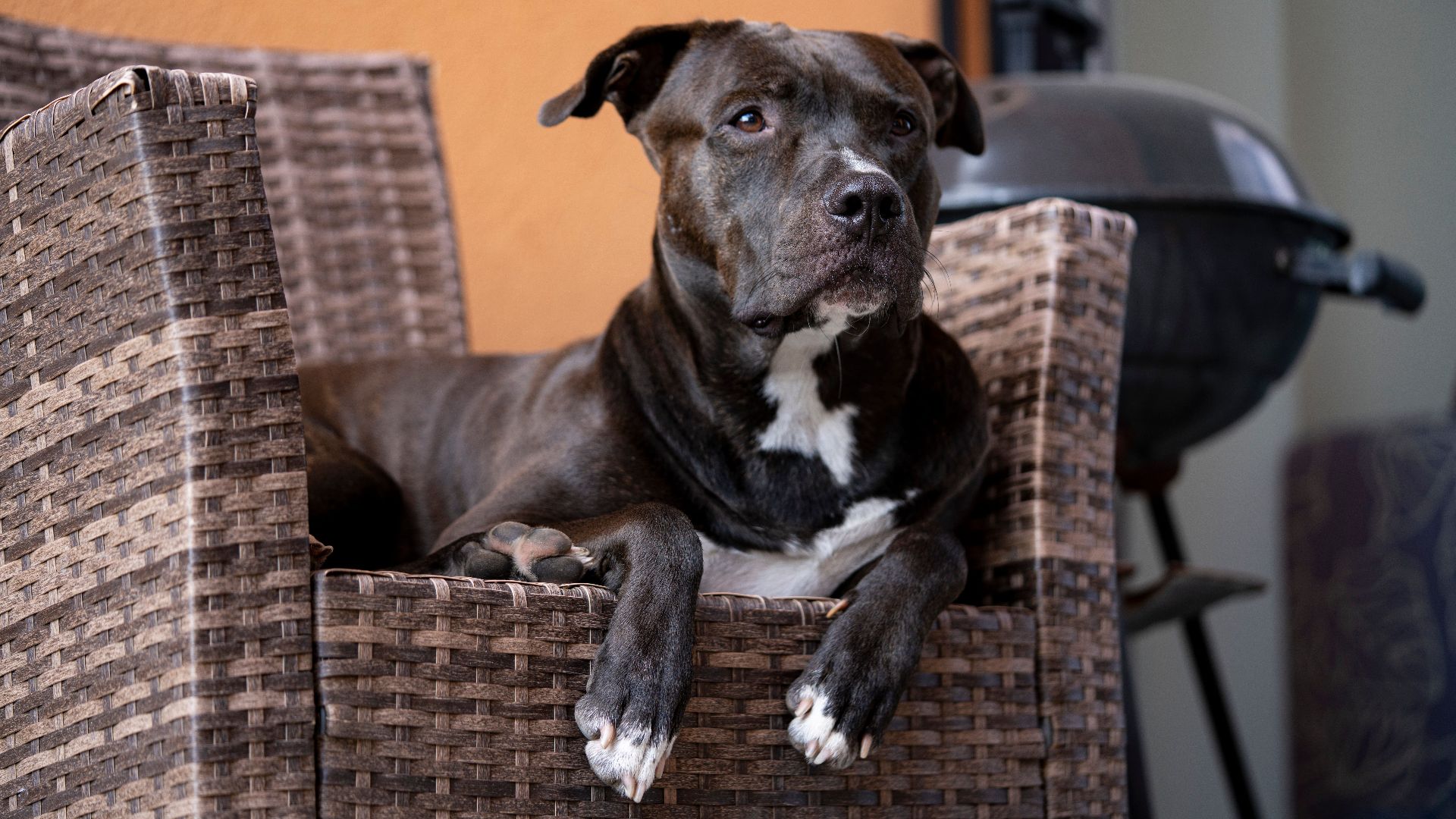 A pit bull terrier lounging comfortably on a wicker chair indoors.