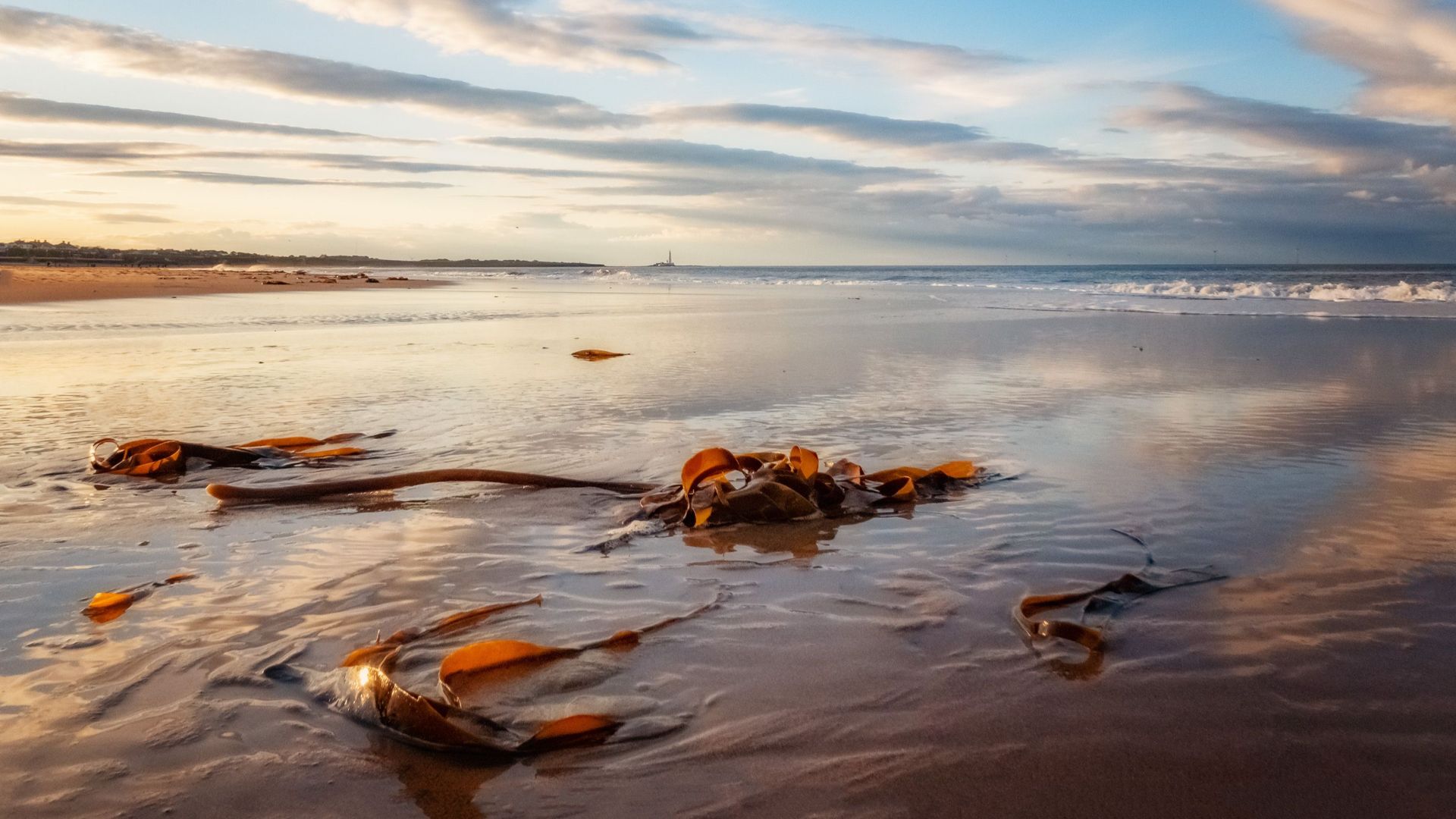 Peaceful beach view with seaweed and gentle waves, reflecting soft clouds in a vibrant sky.