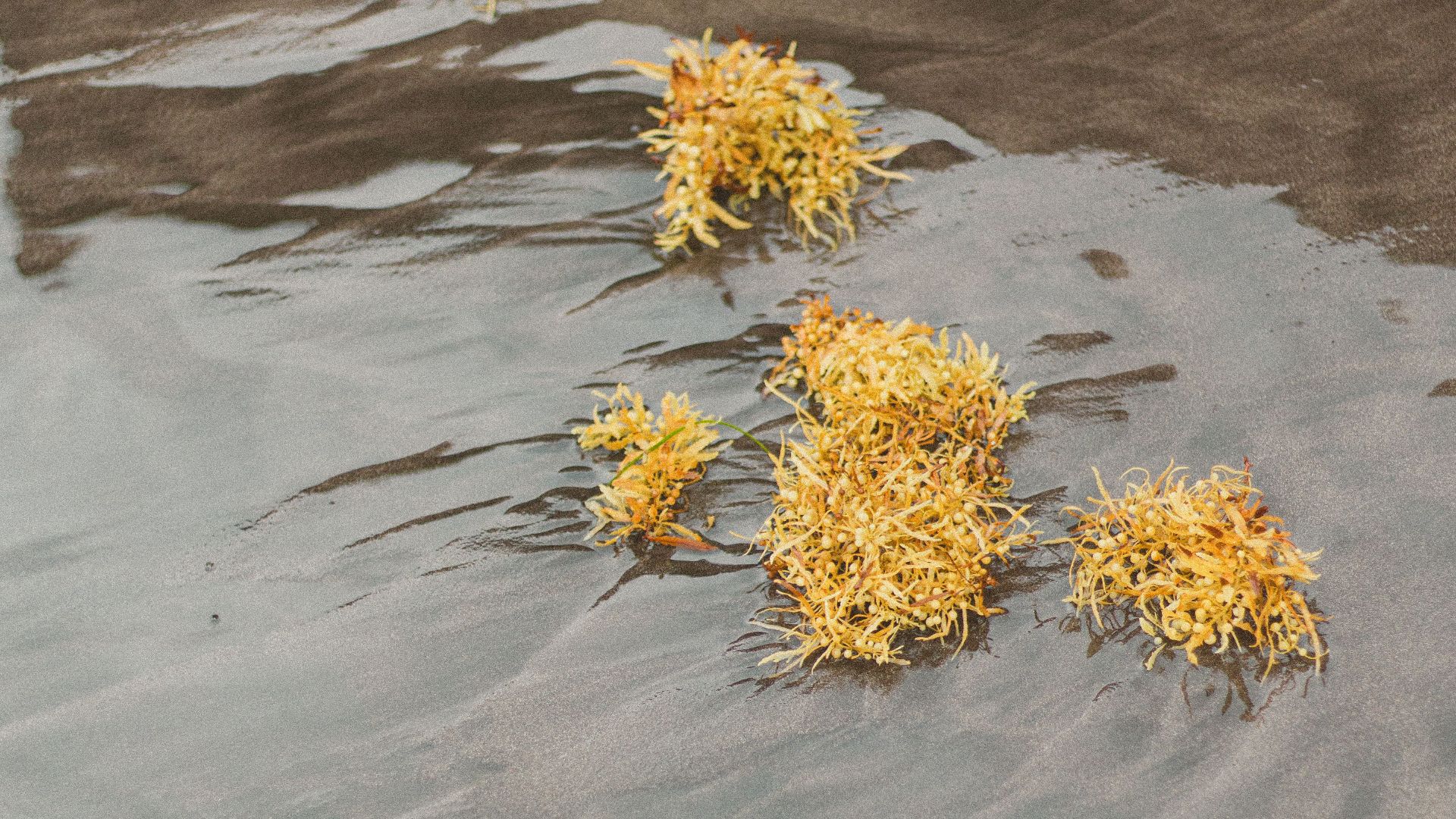 Golden seaweed floating gently on the Tenerife beach shore in summer.