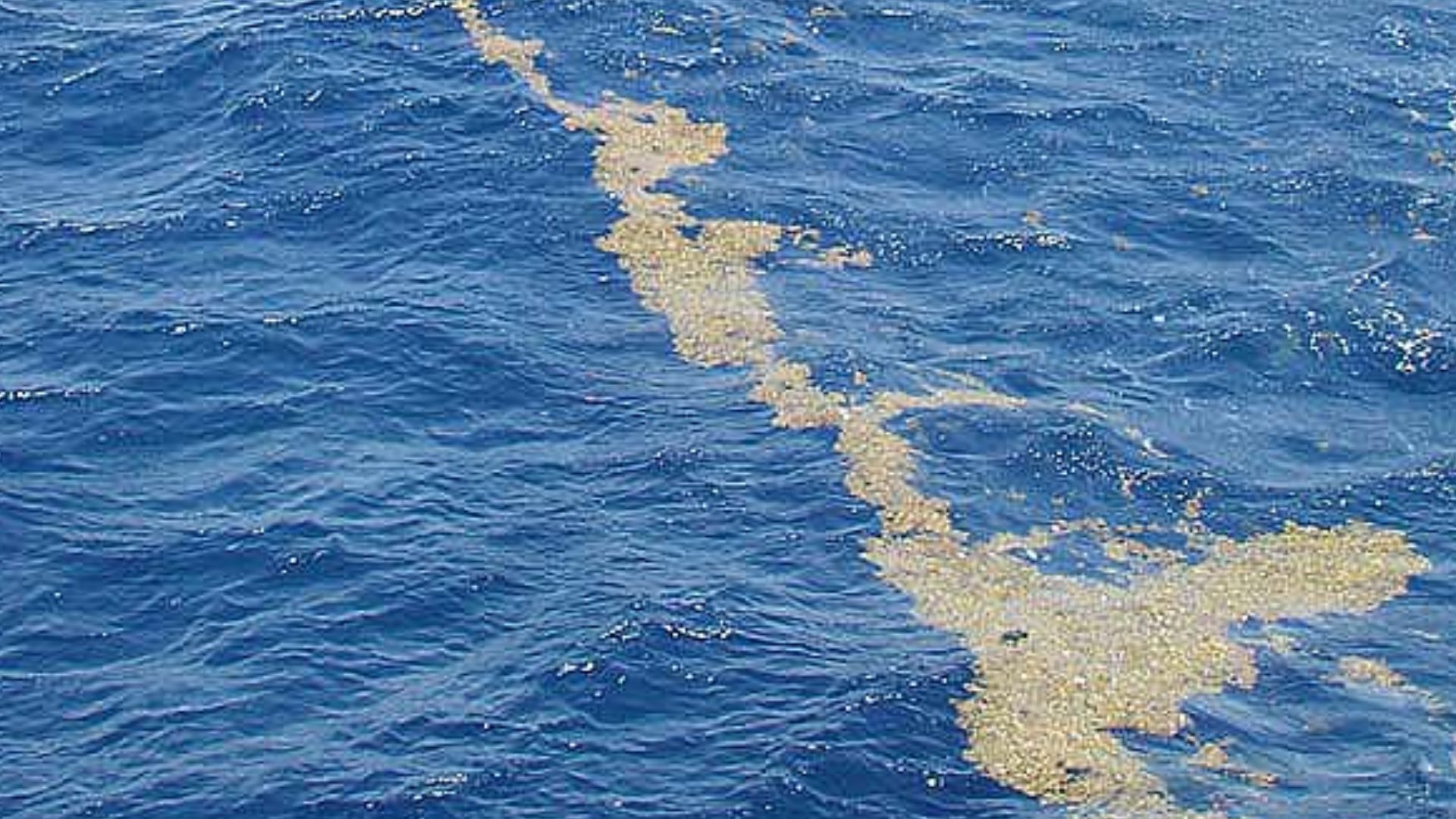 These lines of sargassum can stretch for miles along the surface. The clumps of floating algae are often concentrated by the strong winds and wave action associated with the Gulf Stream.