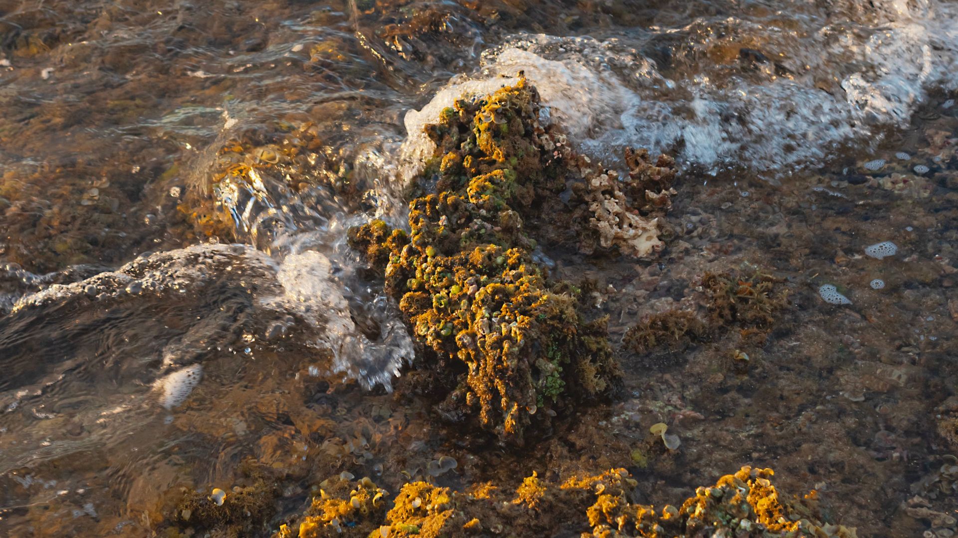 Gentle waves washing over moss-covered rocks on a serene beach during the day.