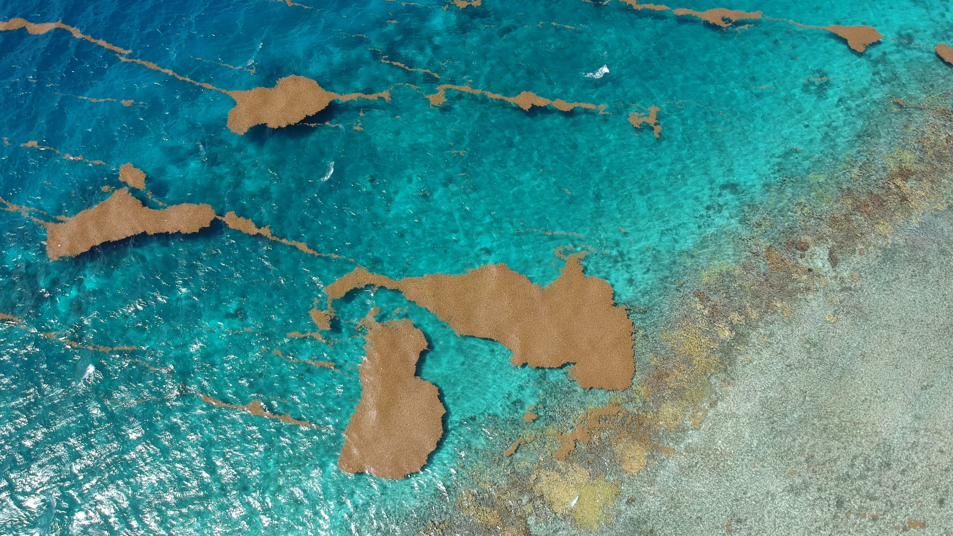 Aerial view of floating Sargassum near the coral reef crest in La Parguera, Puerto Rico (June 2021). Drone photo by Pedro J. Santiago.