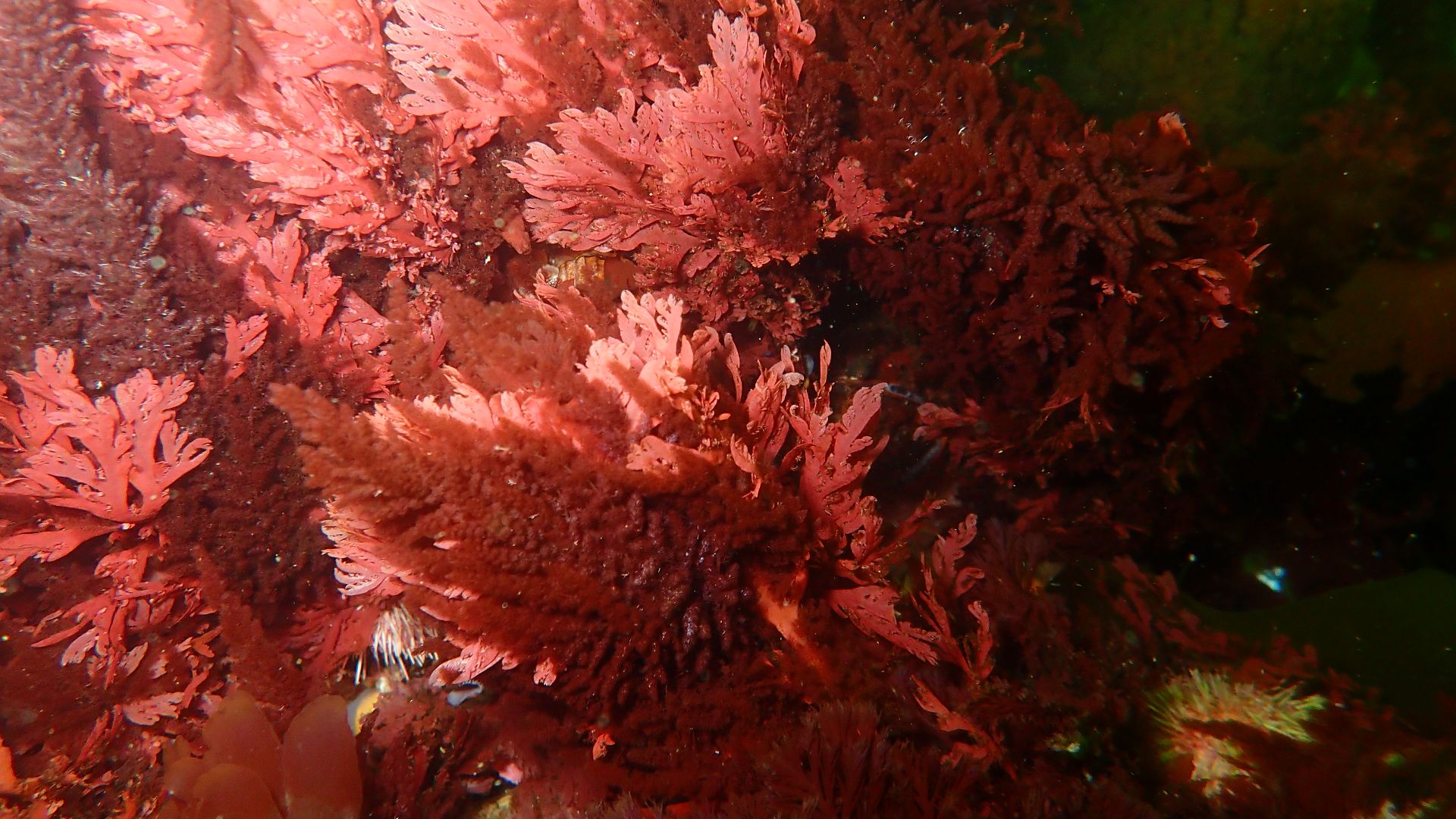 Red seaweeds at Rachel's Reef dive site