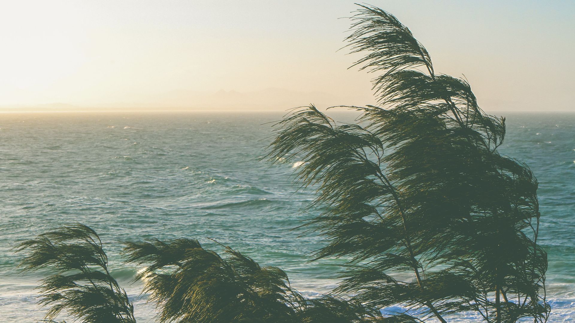 Windy coastal scene with ocean waves and windswept trees under a bright sky.