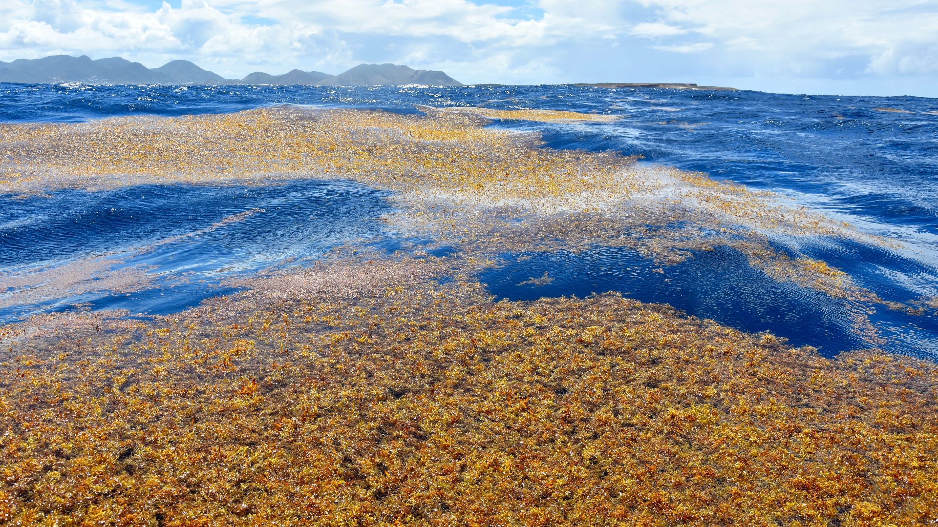 Avril 2018. Ces sargasses arrivent en masse depuis le Sud et envahissent la Réserve Naturelle Nationale de Saint Martin aux Antilles. L'Océan se rééquilibre  : il est certain que cette prolifération de sargasses est un moyen de défense contre les mauvais 