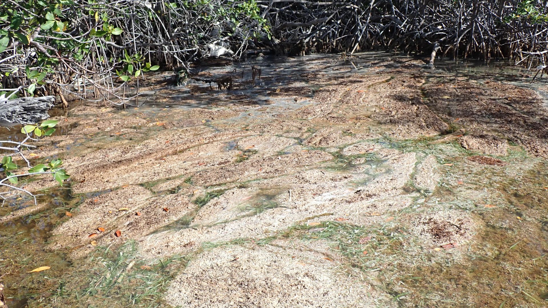 Decomposing Sargassum accumulation in a mangrove area at Isla Guayacán, Lajas, Puerto Rico (June 24, 2021). The photo shows decayed Sargassum in mangrove roots during field sampling.