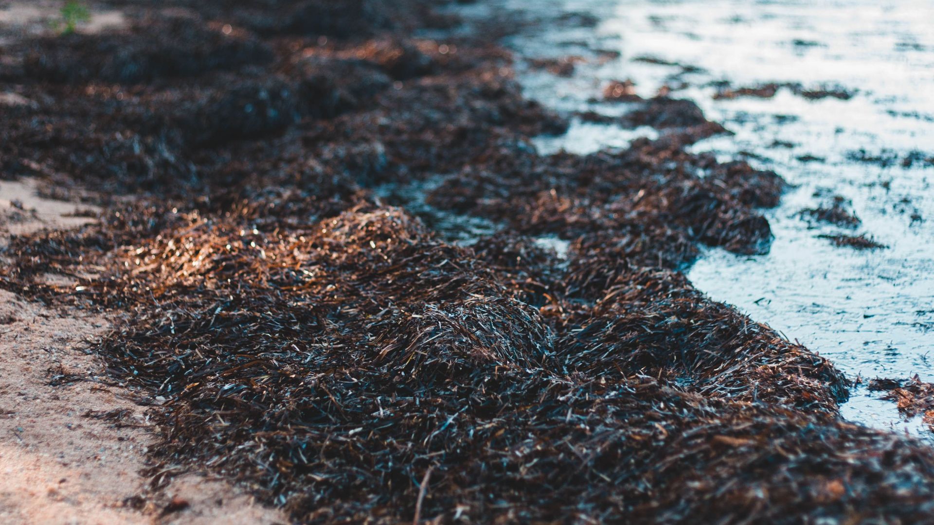 A serene beach scene featuring seaweed and the ocean shore under a blue sky.