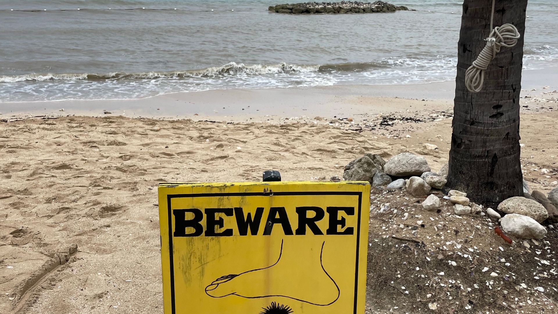 A yellow caution sign warns of sea urchins on a sandy beach, with ocean view.