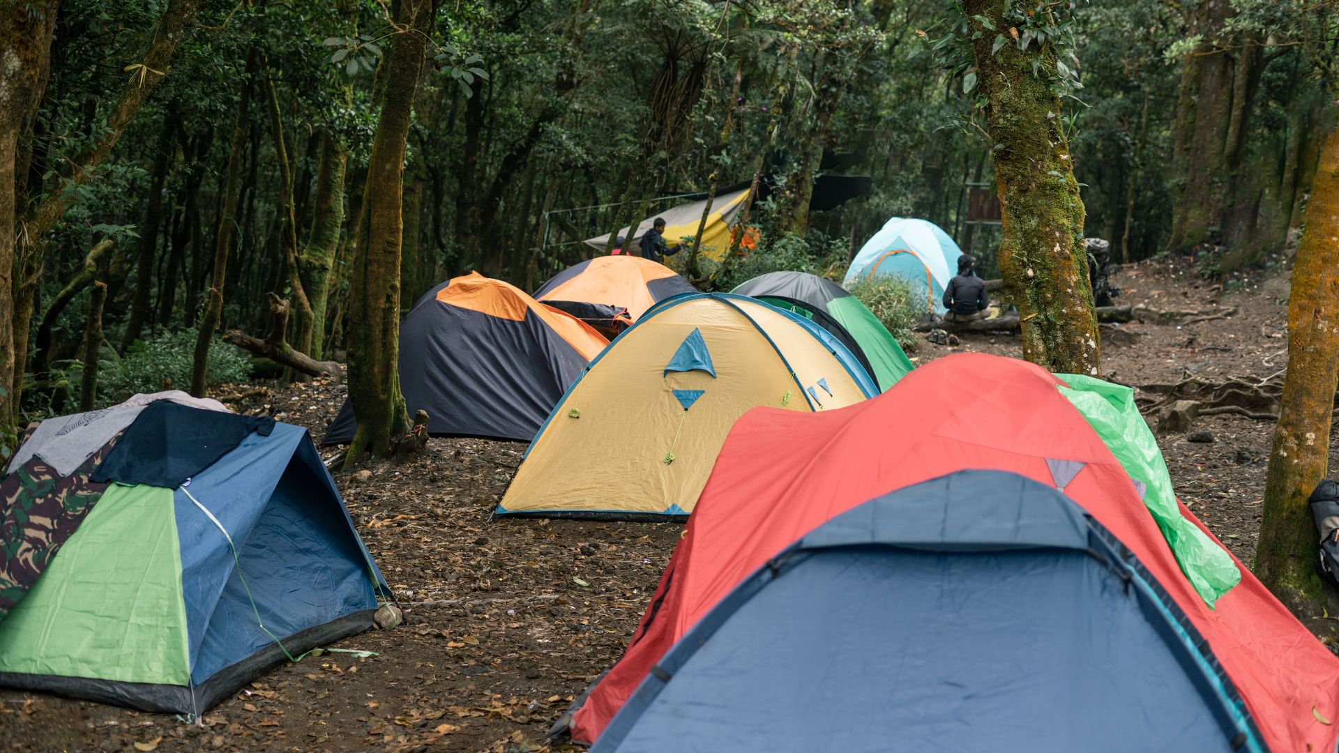 A serene forest campsite with colorful tents set up among tall trees, ideal for outdoor adventurers.