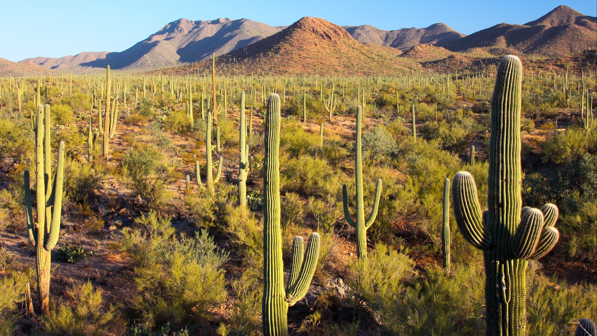 Saguaro National Park