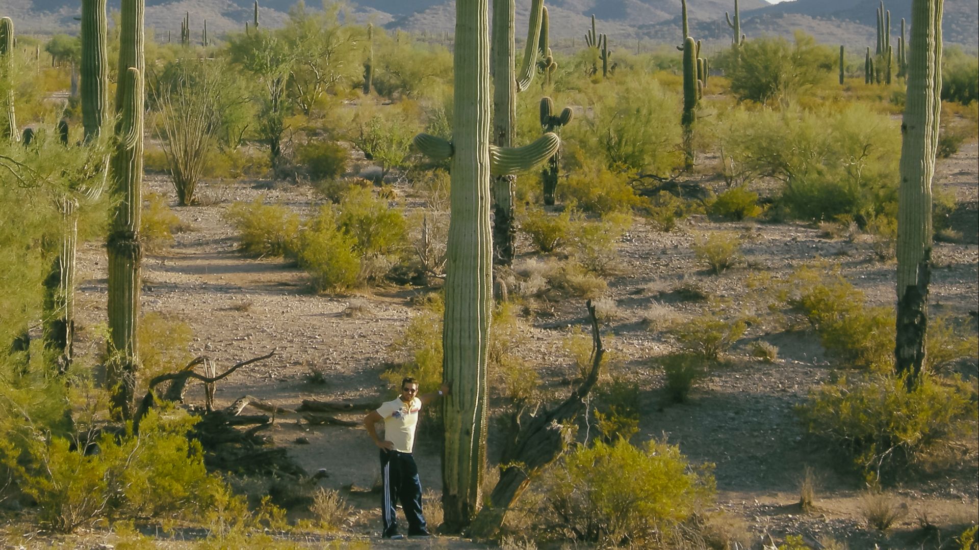 A large cactus (Carnegiea gigantea) with a human next to it for scale at Saguaro National Park