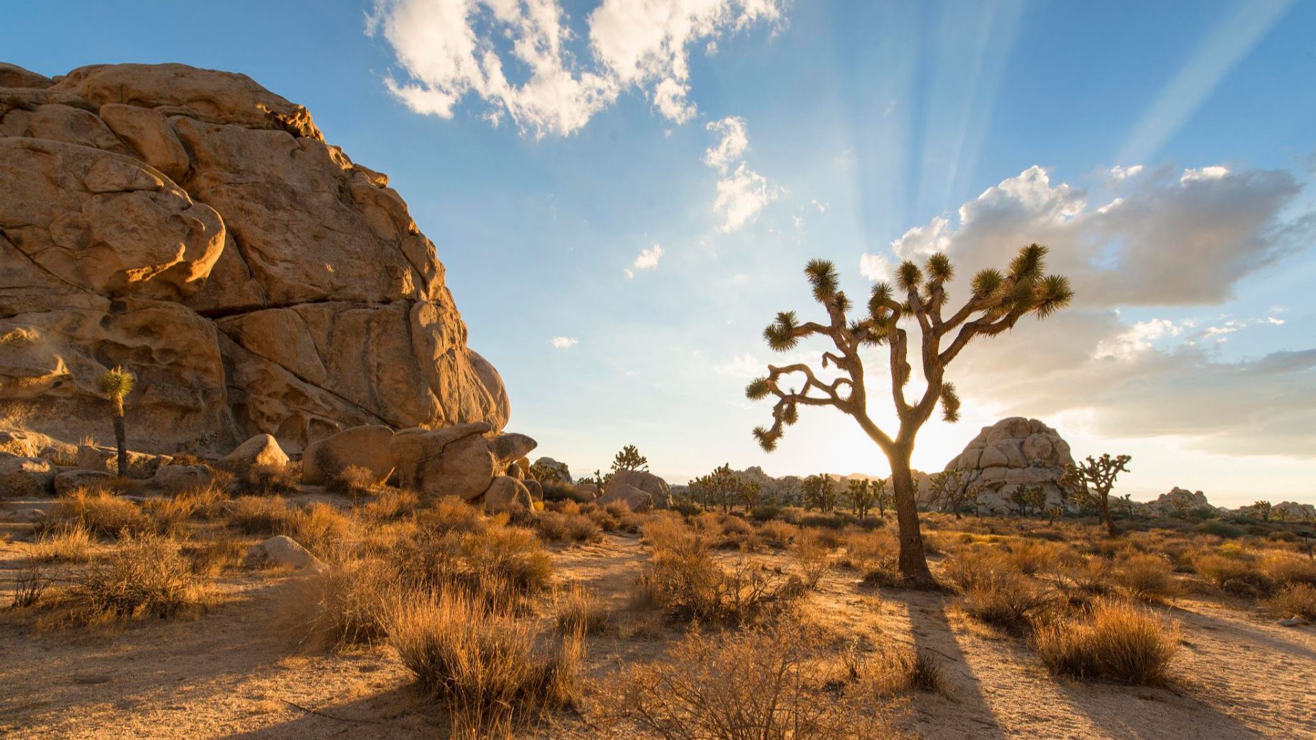 JOSHUA TREE NATIONAL PARK