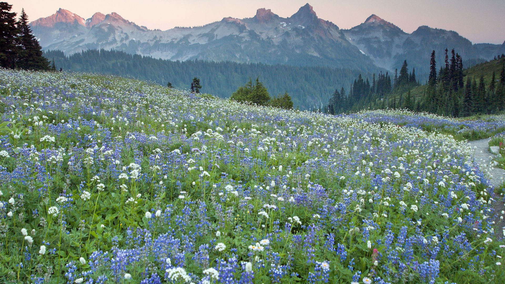 Wildflowers at Mount Rainier