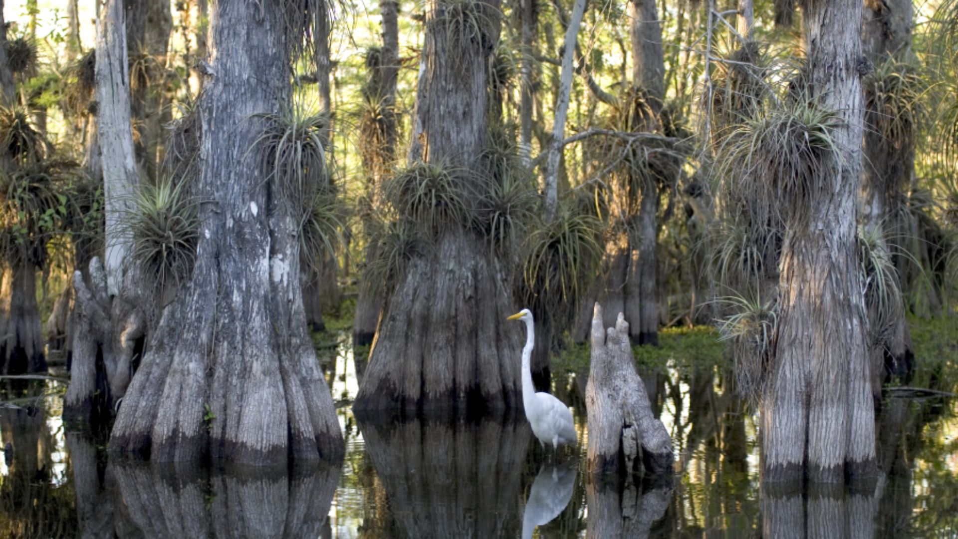 A great egret in a cypress grove.