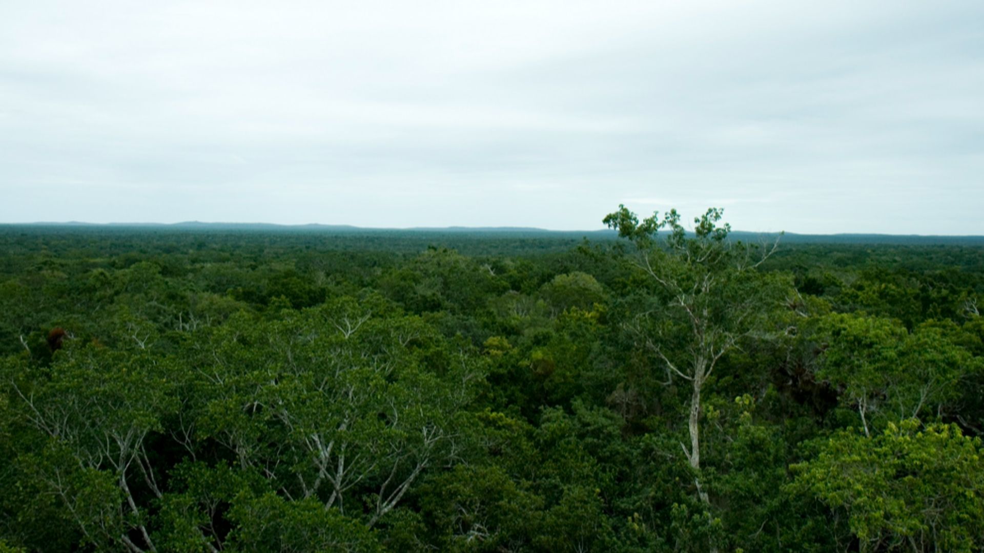 Calakmul bio reserve. Taken from the top of one of many Mayan ruins.