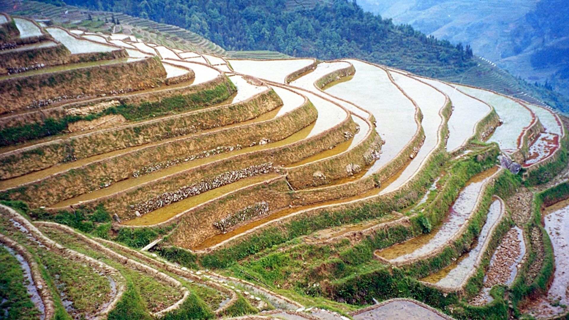 Rice terraces, Longji, Guangxi, China.