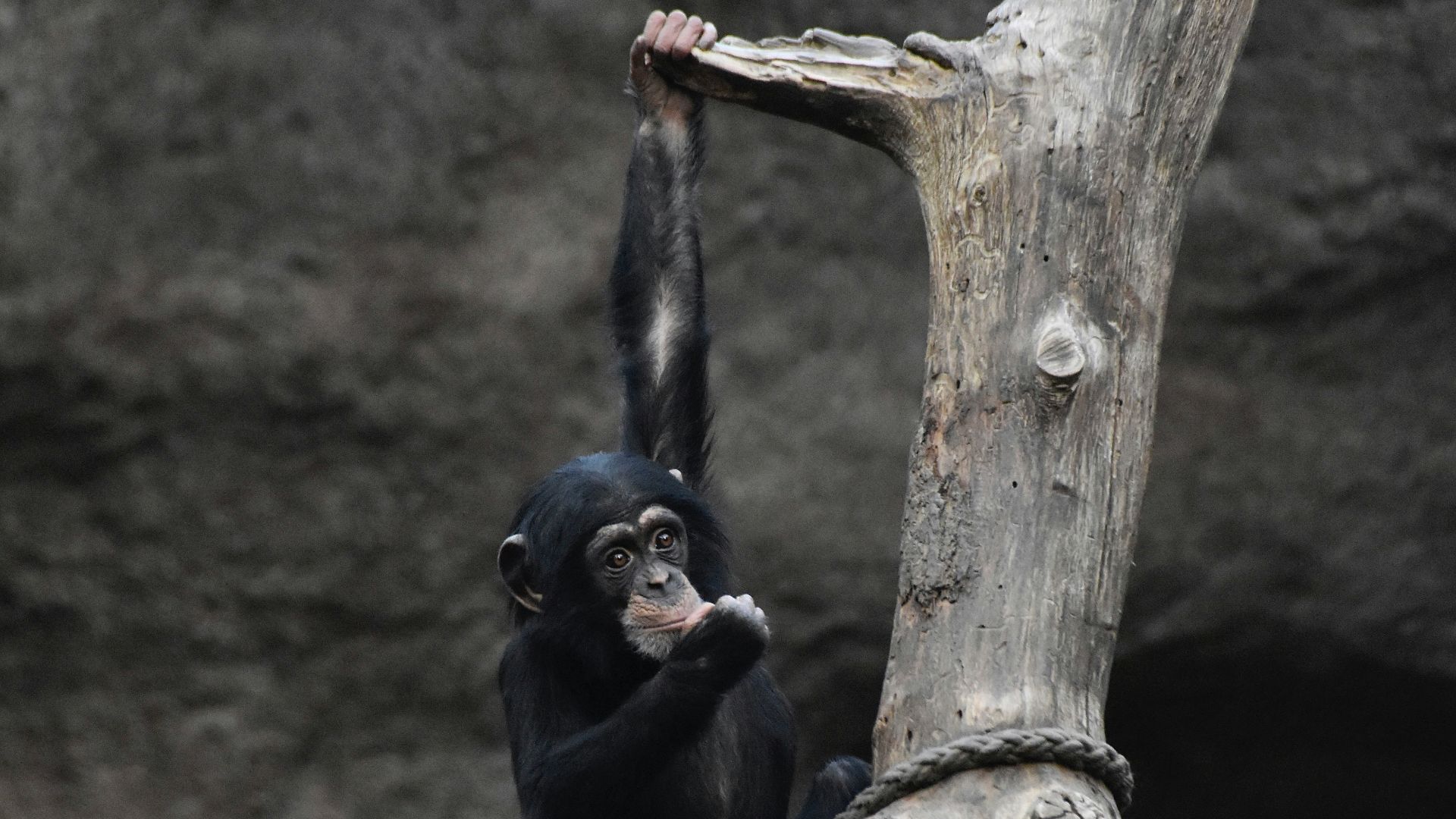 a group of monkeys hanging on to a tree