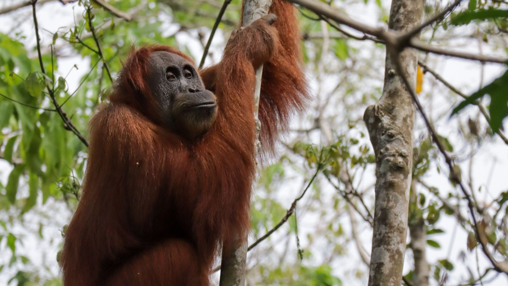 Majestic Sumatran orangutan climbing a tree in lush Indonesian rainforest.