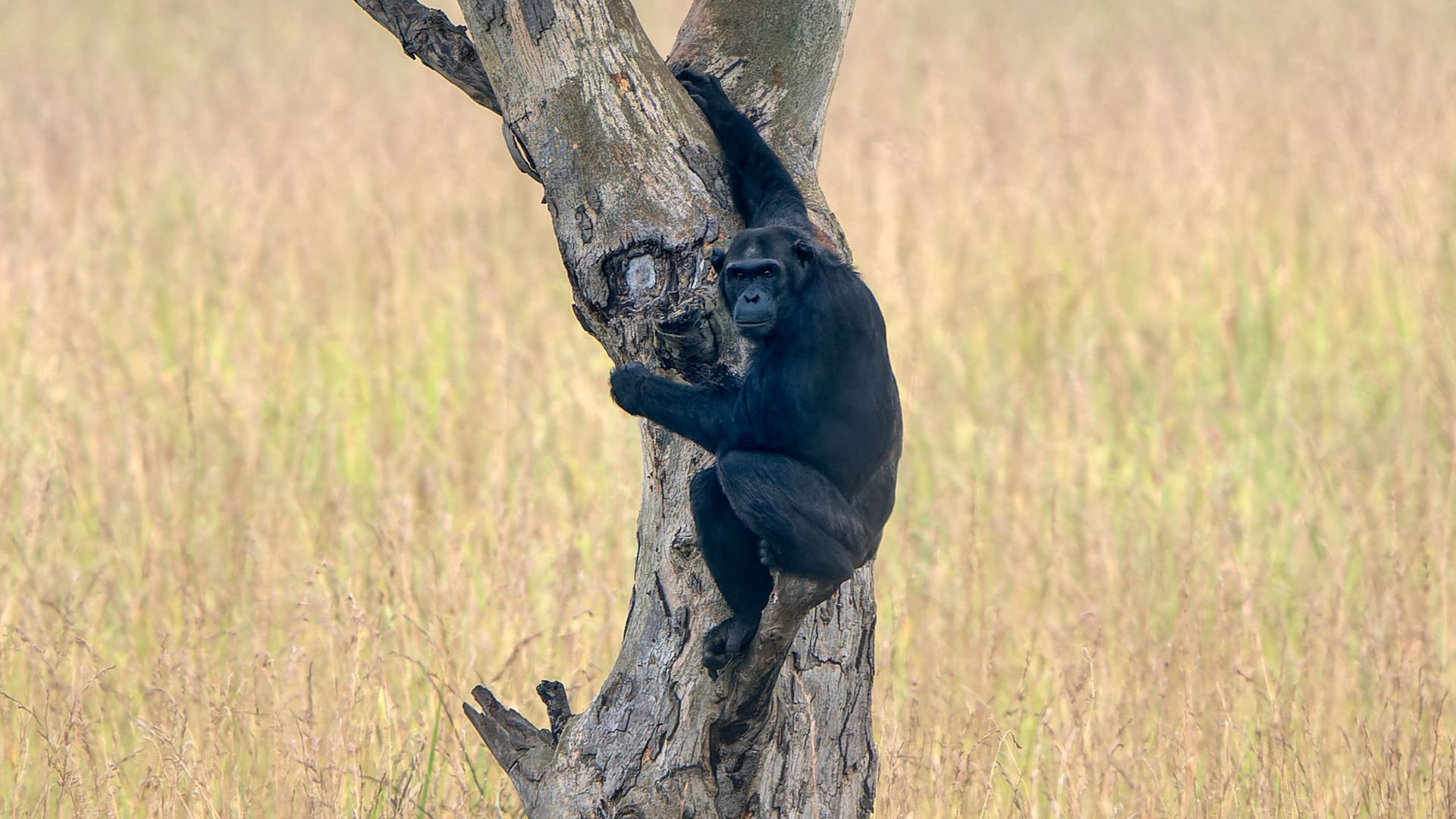 A chimpanzee clings to a tree amidst tall grass in its natural habitat.