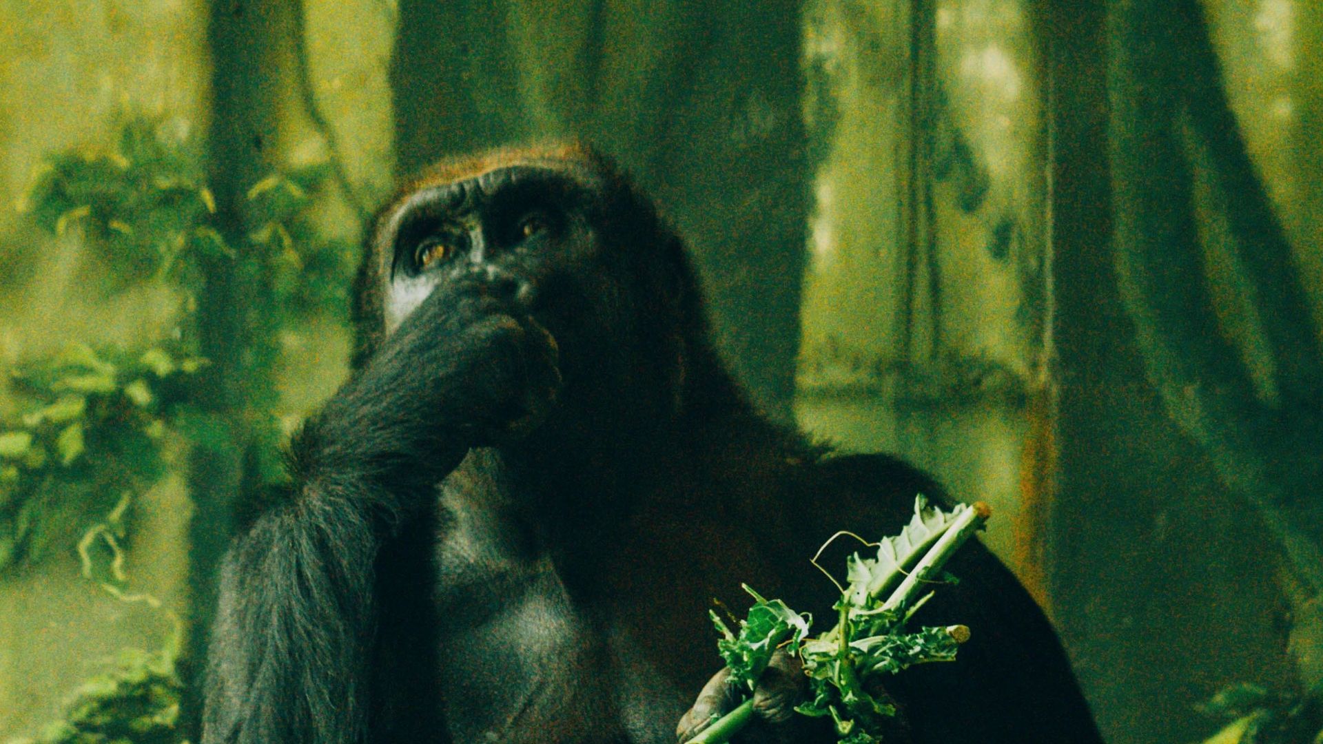A pensive gorilla sits and eats greenery in a dense jungle setting, capturing a moment of wildlife contemplation.