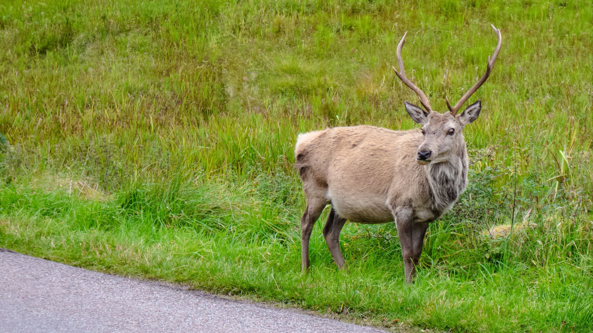 Captivating image of a wild deer standing in a meadow beside a rural road, showcasing wildlife in nature.