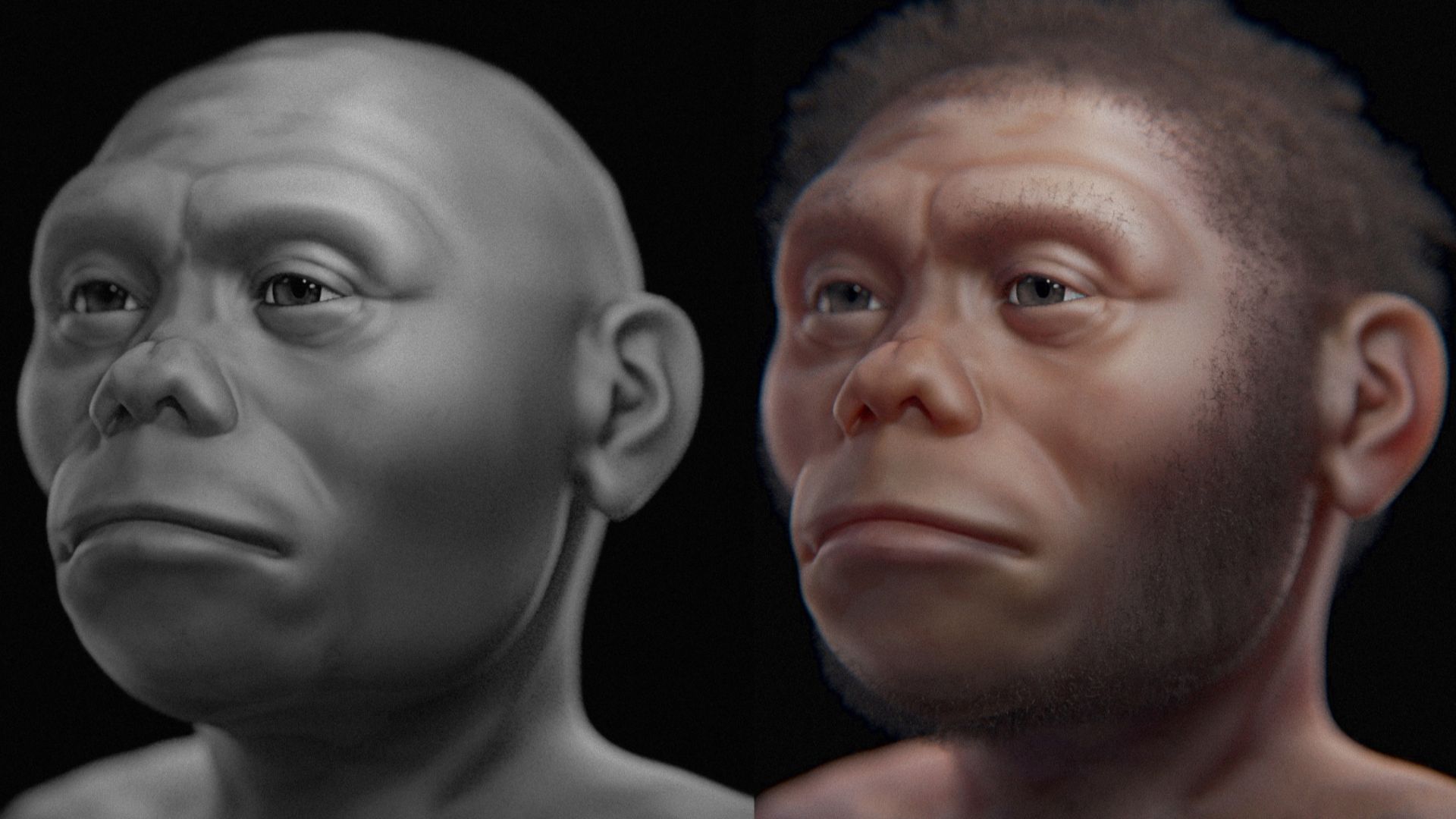 Homo floresiensis -  aproximação facial 3D digital.