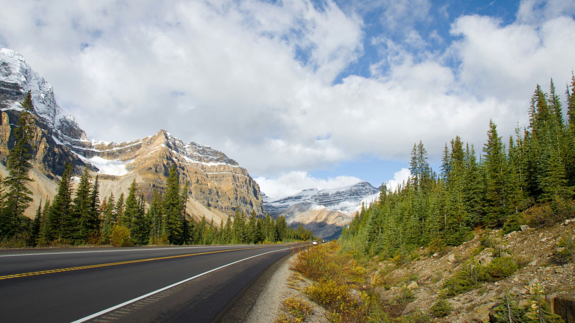 asphalt road and pine trees scenery