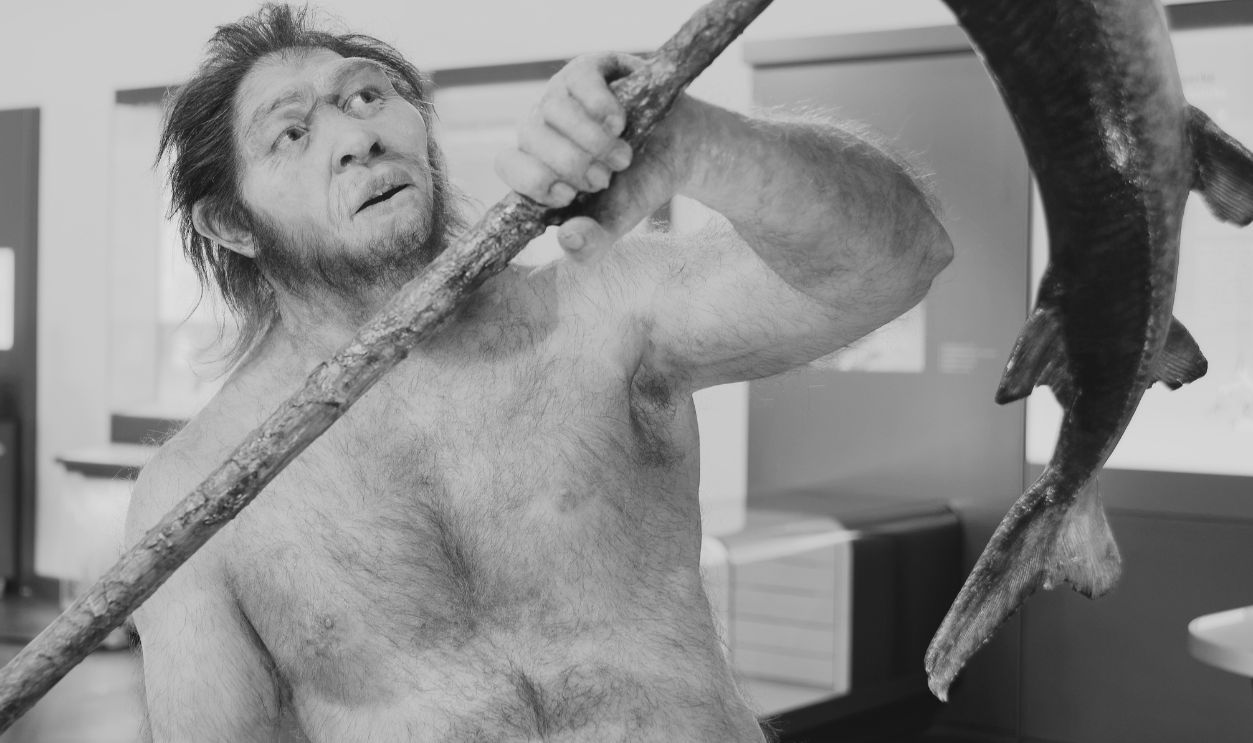 Homo erectus