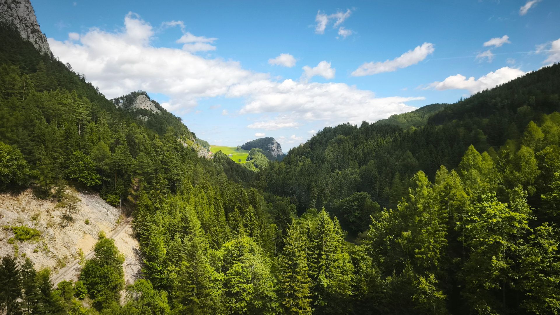 Beautiful view of the dense Alpine forest in Salzburg, Austria.