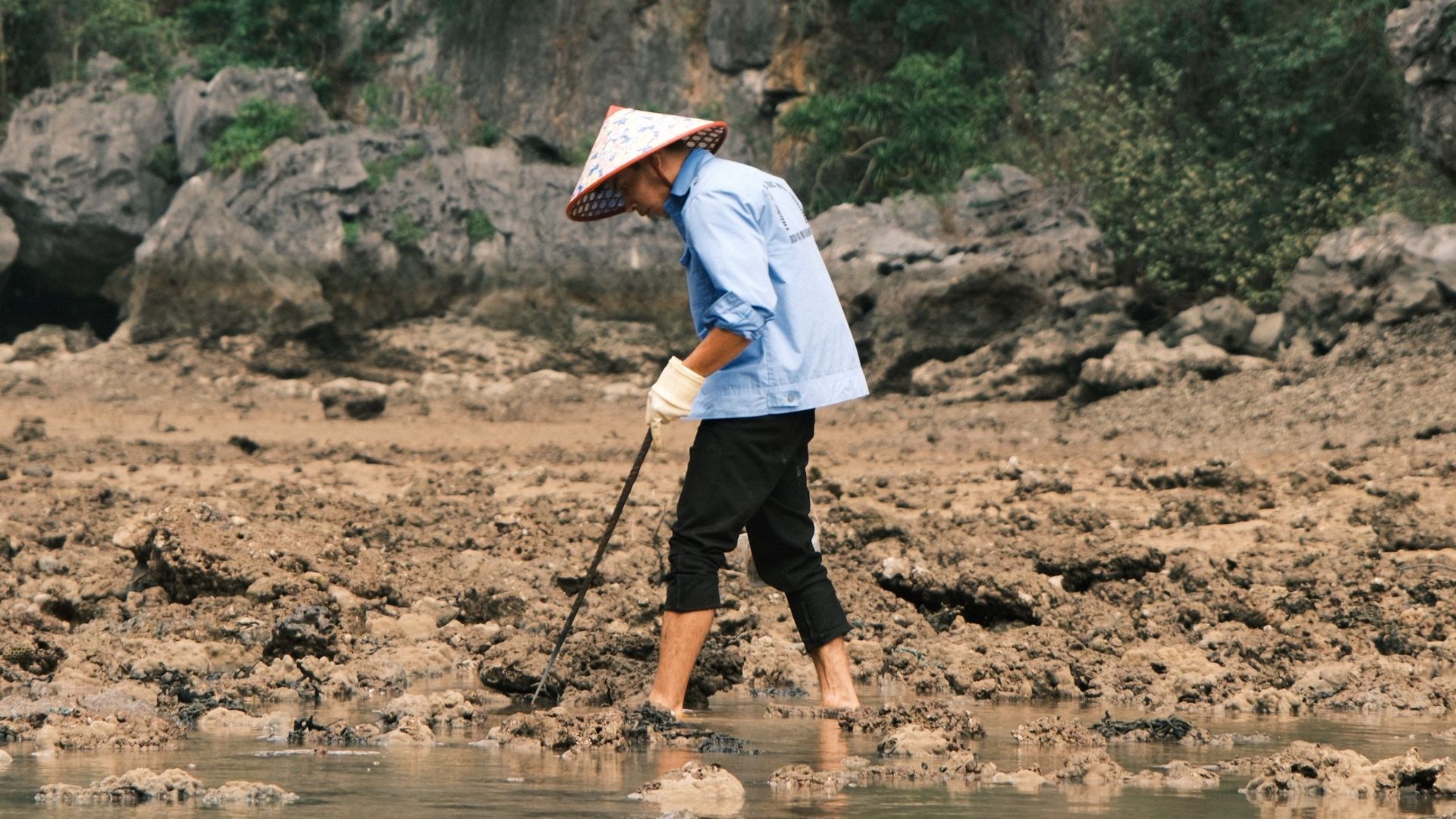 Person foraging on rocky coastal area wearing traditional conical hat, tranquil scene.