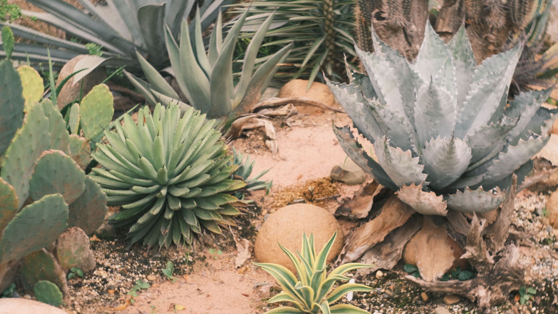 Vibrant desert garden showcasing various succulents and cacti.