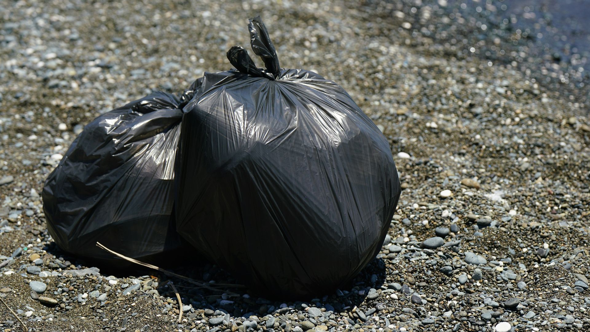 a black turtle on gravel