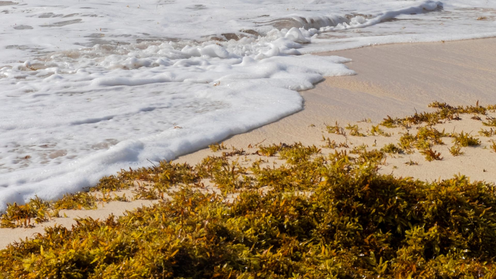 Sargassum is a genus of brown (class Phaeophyceae) macroalgae (seaweed) in the order Fucales. Numerous species are distributed throughout the temperate and tropical oceans of the world, where they generally inhabit shallow water and coral reefs, and the g