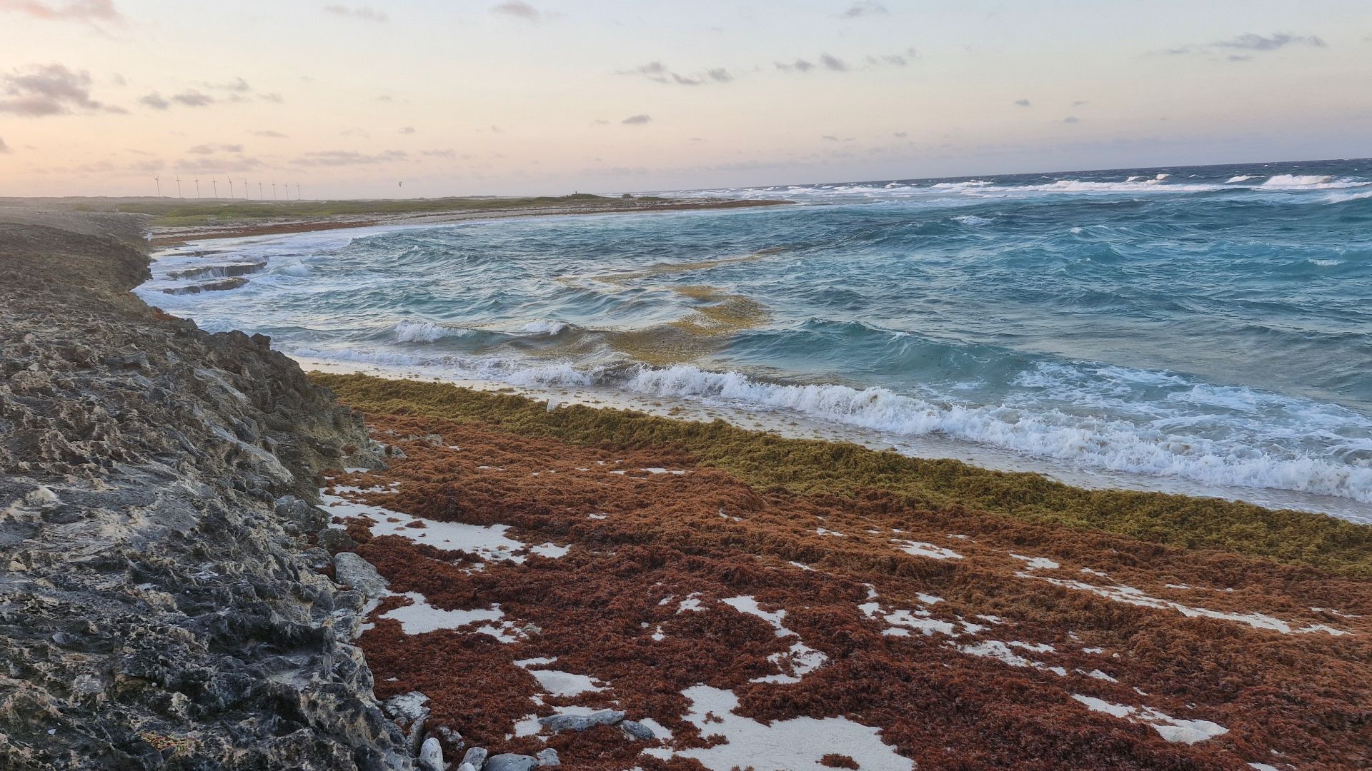 Sargassum at coastline of Sero Colorado, San Nicolas Aruba