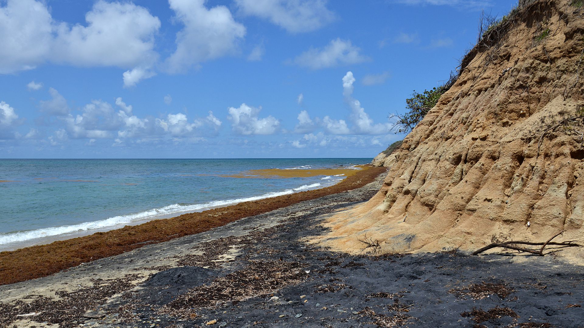Playa Negra is a fairly narrow black sand beach near Esperanza on the island of Vieques in Puerto Rico. The black sand is very fine and gets burning hot in the sun.  Lots of sargassum, seaweed from the Sargasso Sea has washed up on the beach, obscuring mu