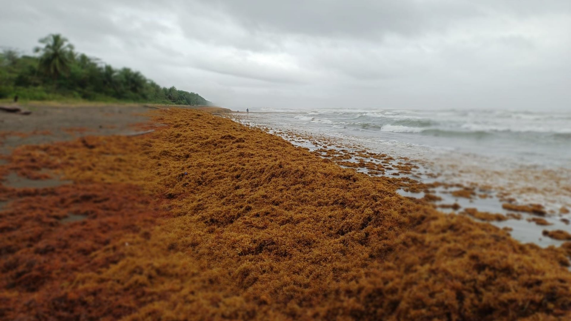 A raíz del paso del frente frío número 15, la Red de Monitoreo de Sargazo del Caribe emitió una alerta temprana sobre el posible arribo de sargazo a sectores del Caribe Sur, incluyendo Manzanillo y Puerto Viejo. En el caso del Caribe Norte, específicament