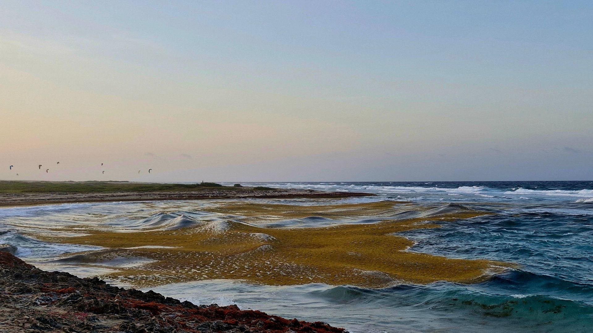 Sargassum at coastline of Sero Colorado, San Nicolas Aruba