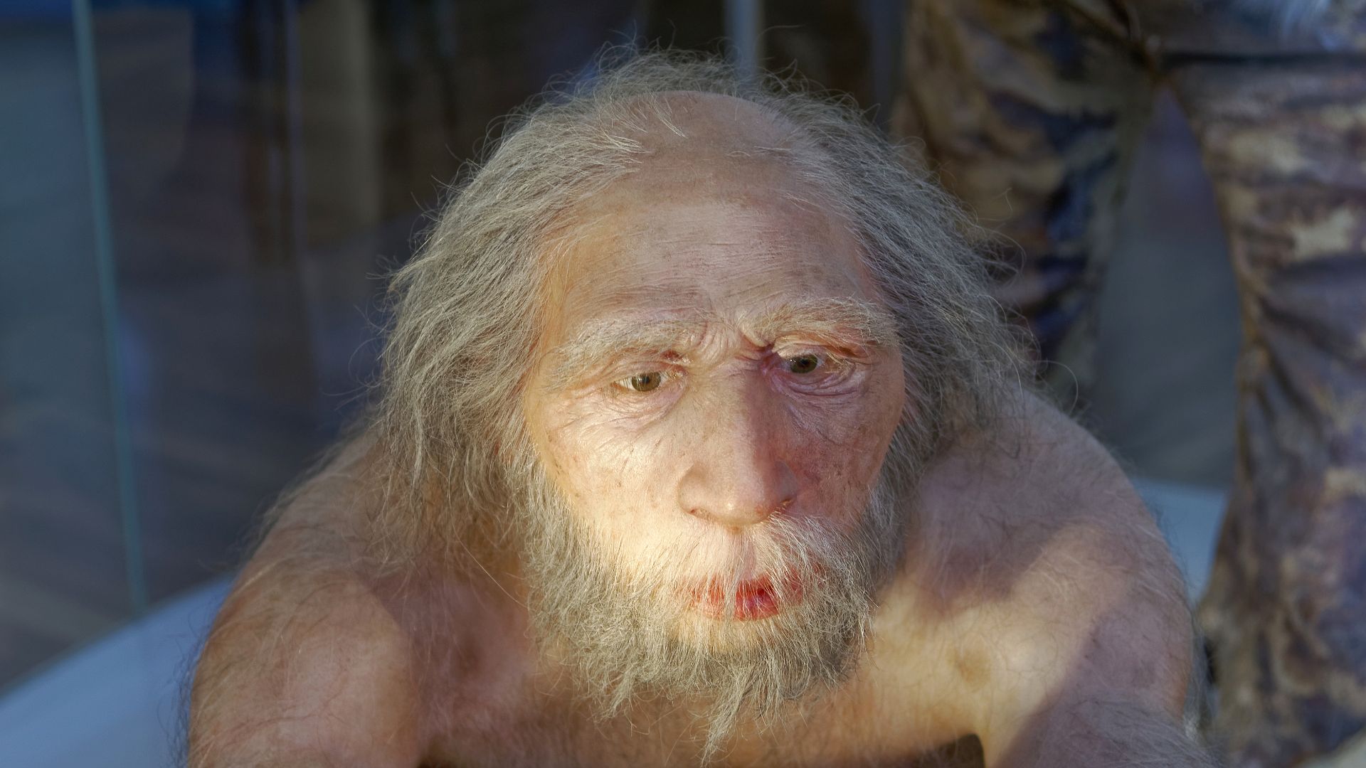 Model of Homo neanderthalensis elder man in The Natural History Museum, Vienna