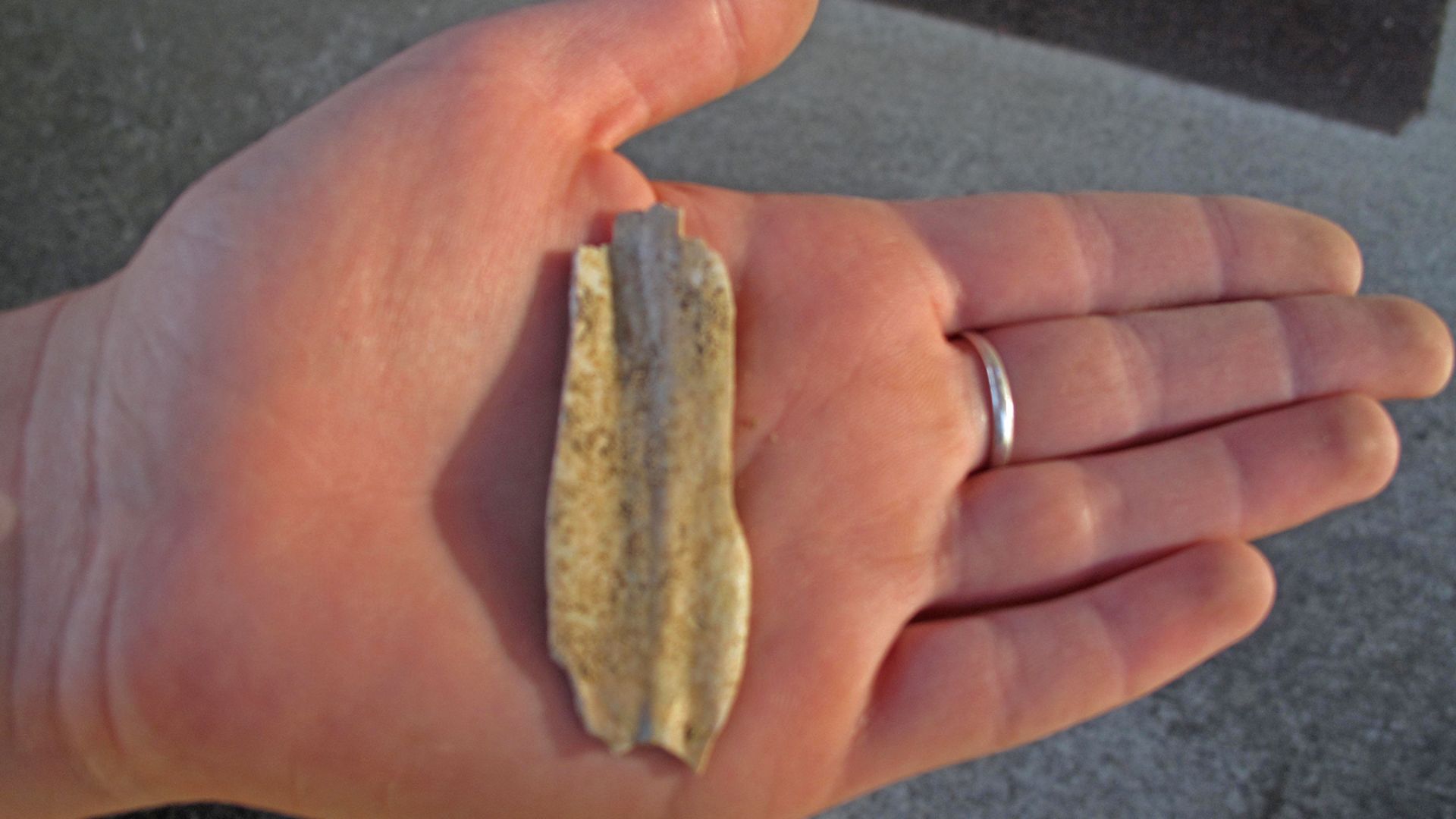Near the Rimrock Draw Rockshelter outside of Riley, Oregon, archaeologists recently discovered evidence suggesting one of the oldest known human occupations in the western U.S.
With assistance from local students, archaeologists with the BLM and the Unive